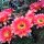 Echinopsis-Hybr. Passo CM 28 Andenken an Rolf Lichtblau