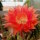 Echinopsis-Hybr. Passo CM 28 Andenken an Rolf Lichtblau