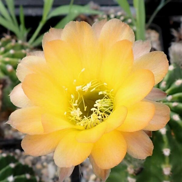 Echinopsis-Hybr. Passo CM 21 Andorinha