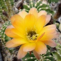 Echinopsis-Hybr. Passo CM 21 Andorinha