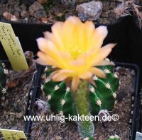 Echinopsis-Hybr. Passo CM 21 Andorinha