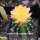 Echinopsis-Hybr. Passo CM 21 Andorinha