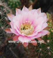Echinopsis-Hybr. Passo CM 12 Yissel Estevez