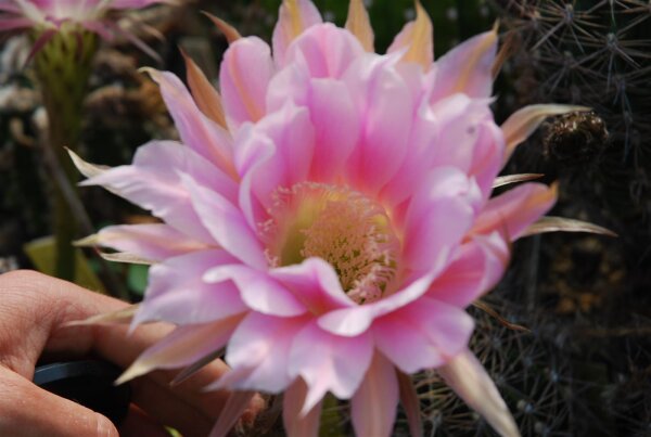 Echinopsis-Hybr. Passo CM 17