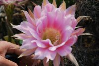 Echinopsis-Hybr. Passo CM 17
