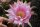 Echinopsis-Hybr. Passo CM 17