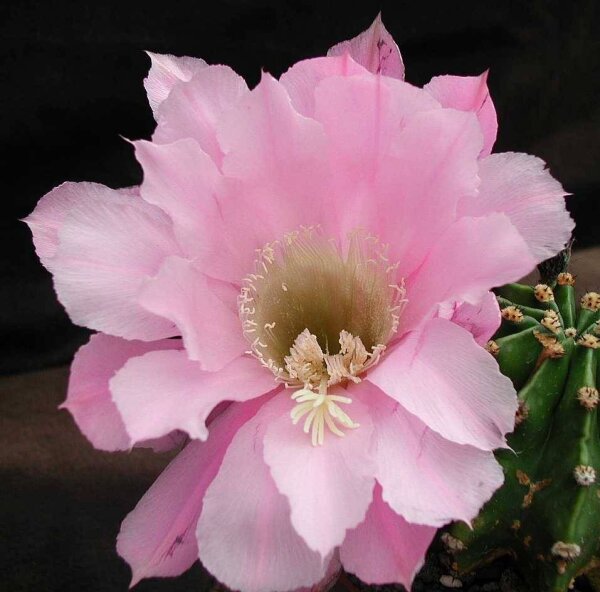 Echinopsis-Hybr. Passo CM 25