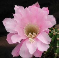 Echinopsis-Hybr. Passo CM 25