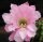 Echinopsis-Hybr. Passo CM 25