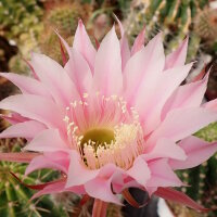 Echinopsis-Hybr. Passo CM 29