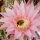 Echinopsis-Hybr. Passo CM 29