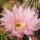 Echinopsis-Hybr. Passo CM 29