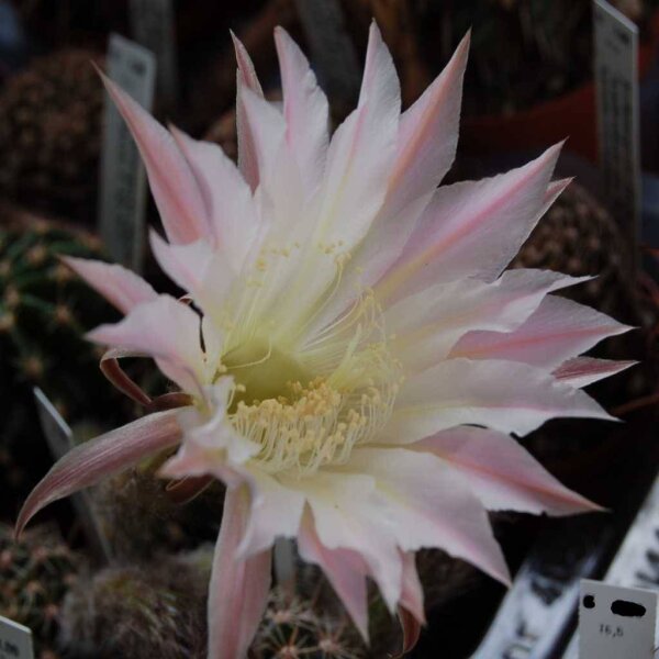 Echinopsis-Hybr. Passo CM 37