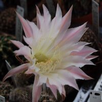 Echinopsis-Hybr. Passo CM 37