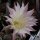 Echinopsis-Hybr. Passo CM 37