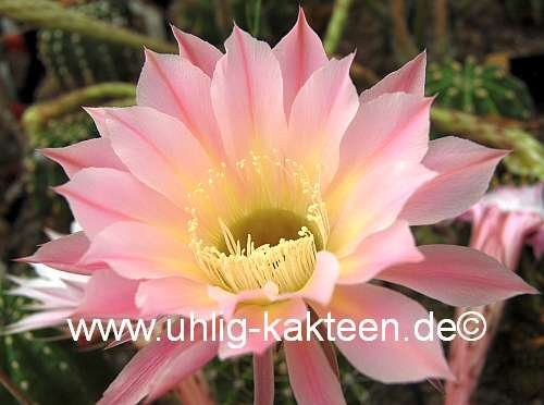 Echinopsis-Hybr. Passo CM 64 Farol