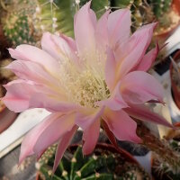 Echinopsis-Hybr. Passo CM 64 Farol