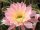 Echinopsis-Hybr. Passo CM 64 Farol