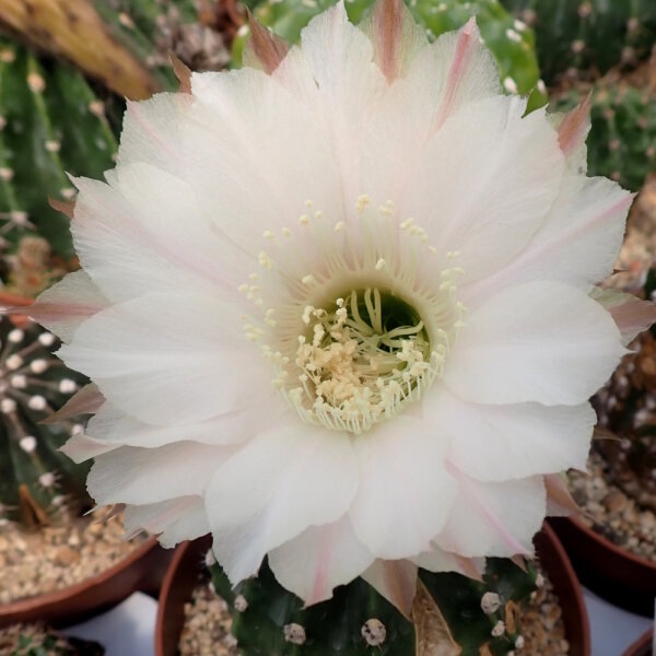 Echinopsis-Hybr. Passo CM 40 Ivory