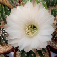 Echinopsis-Hybr. Passo CM 40 Ivory