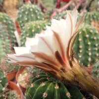 Echinopsis-Hybr. Passo CM 40 Ivory