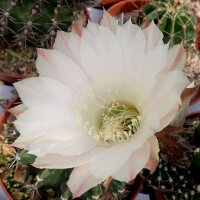 Echinopsis-Hybr. Passo CM 40 Ivory