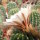 Echinopsis-Hybr. Passo CM 40 Ivory