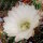 Echinopsis-Hybr. Passo CM 40 Ivory