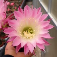 Echinopsis-Hybr. Passo CM 04 Pashupathinath