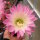 Echinopsis-Hybr. Passo CM 04 Pashupathinath