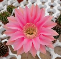 Echinopsis-Hybr. Passo CM 32 Portugal