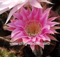 Echinopsis-Hybr. Passo CM 32 Portugal