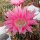 Echinopsis-Hybr. Passo CM 32 Portugal