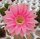 Echinopsis-Hybr. Passo CM 32 Portugal