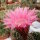 Echinopsis-Hybr. Passo CM 32 Portugal