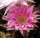 Echinopsis-Hybr. Passo CM 32 Portugal