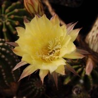 Echinopsis-Hybr. Passo CM 68 Soleira