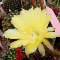Echinopsis-Hybr. Passo CM 68 Soleira
