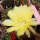 Echinopsis-Hybr. Passo CM 68 Soleira