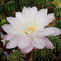 Echinopsis-Hybr. Passo CM 01 Parvati
