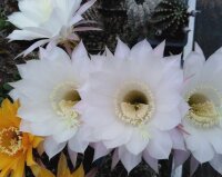 Echinopsis-Hybr. Passo CM 01 Parvati