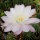 Echinopsis-Hybr. Passo CM 01 Parvati