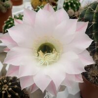 Echinopsis-Hybr. Patronus