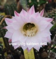 Echinopsis-Hybr. Patronus