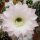 Echinopsis-Hybr. Patronus