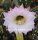 Echinopsis-Hybr. Patronus