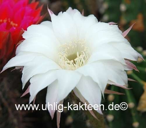 Echinopsis-Hybr. Pik As ?