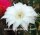 Echinopsis-Hybr. Pik As ?