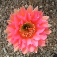 Echinopsis-Hybr. Pink Paramount PA 004