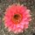 Echinopsis-Hybr. Pink Paramount PA 004